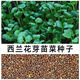西蘭花芽苗菜種子水培天然蘿卜硫素營養(yǎng)食用芽菜培育直銷批發(fā)價 西蘭花芽苗菜種子250克