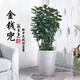 花城水調金錢(qián)兜金錢(qián)樹(shù)福祿桐室內大型綠植大盆栽植物圓葉錢(qián)多多除甲醛 高100-110cm含白圓瓷盆