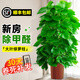 臨雅大葉綠蘿柱客廳綠植大盆栽天堂鳥(niǎo)發(fā)財樹(shù)室內新房除甲醛大型植物 綠蘿柱1.4-1.5米【原盆原土】