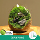 封茗【生命之樹】生態(tài)瓶苔蘚微景觀青苔造景缸植物辦公室綠植桌面盆栽 【成品發(fā)貨】蛋殼系列B款