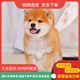 伊寵純種小柴犬日本柴犬幼犬活體柴犬幼犬寵物狗小柴活體幼犬小型犬 寵物級(jí) AA級(jí) 公