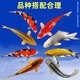 招財如意精品錦鯉魚高端觀賞魚冷水魚好養(yǎng)耐活魚純種大魚風(fēng)水紅白大正金魚 混搭錦鯉顏色隨機（可指定顏色） 10-13cm9條(測量發(fā)貨)