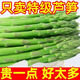 新鮮蘆筍春筍嫩筍綠蘆筍特級鮮嫩新鮮蔬菜特菜無老根精品蔬菜批發(fā) 精品綠蘆筍 3斤
