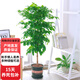歐芽幸福樹大型盆栽 大樹樁小樹苗綠植物室內(nèi)客廳 80-90cm幸福樹(加侖盆) 不含盆