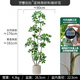 羅曼媽媽仿真綠植鴨腳木高端輕奢室內客廳大盆栽羅曼媽媽仿生植物落地裝飾 1.8米5桿特型鴨腳木送PP盆燕麥白