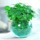 急兔銅錢(qián)草招財水培植物桌面盆栽綠植/銅錢(qián)草草根+玻璃小圓球源頭直發(fā)