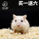 倉鼠布丁銀狐小活體侏儒金絲熊物親人脫敏一公一母次日達紫倉三線(xiàn) 銀狐 弟弟