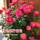 京云夢歐月紅色果汁陽臺(tái)薔薇月季四季開花易養(yǎng)護(hù)紅色果汁加侖盆源頭直發(fā)