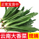 辰實云南大香菜 德宏緬芫荽 刺芫荽 傣族傣味香料 新鮮蔬菜 500g【新鮮云南大香菜】