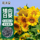 花沃里盆栽矮向日葵種子 花卉種子家庭盆栽向日葵陽(yáng)臺花壇約30粒*2包