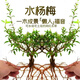 原生態(tài)水楊梅水培水生植物老樁水陸缸室內(nèi)綠植魚缸造景懶人綠植物 【保鮮發(fā)貨】 帶芽25-35cm二年苗【1棵】