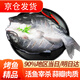 往牧叉尾鮰魚(yú) 免處理 青江魚(yú) 烤魚(yú)精品  腌制半成品 冷凍生鮮 江團魚(yú) 【中號】?jì)糁?-1.2斤*3條