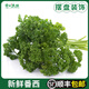 新鮮番西法國香芹荷蘭歐芹西洋芹西餐廳擺盤裝飾用品新鮮蕃西蔬菜 250g