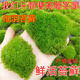 昂啟苔蘚微景觀鮮活青苔細(xì)羽蘚微造景水陸缸假山盆栽迷你植物盆景鋪面 細(xì)羽苔蘚10盒（鮮活8cm*11cm）