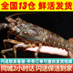 鮮味時(shí)刻【現貨】小青龍鮮活龍蝦海鮮 蝦類(lèi)大龍蝦鮮似波士頓龍蝦 年貨禮盒 250-300g/只*2