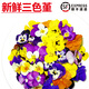 曠古農業(yè)【順豐】新鮮三色堇 三色花鮮花草酒店西餐烘焙點(diǎn)綴擺盤(pán)裝飾 50朵*1盒