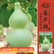 壽禾 大葫蘆種子苗四季觀(guān)賞盆栽種植花草種籽 濰豐大酒仙葫蘆種子15粒