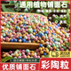 iosn彩色陶粒花用墊底鋪面石盆栽透氣水培花卉多肉營養(yǎng)土種花陶土粒球 彩色陶粒8-10mm【500g/1袋】 植物通用丨透氣美觀丨凈化水質(zhì)