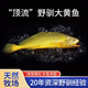 舟山東海東閃島深海野馴大黃魚液氮急凍 液氮東閃島大黃魚2條400-500g/條