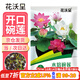 花沃里水培碗蓮種子30粒/包不含盆 花卉種子荷花盆家庭庭院陽(yáng)臺碗蓮盆栽