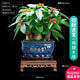幼薇發(fā)財樹盆栽樹樁招財室內(nèi)大型綠植開業(yè)送禮前臺大號金錢樹四季常青 三棵發(fā)財樹+湛藍(lán)招財進(jìn)+雞翅木座 帶盆栽好