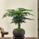 八芽文竹盆栽植物室內(nèi)客廳中式禪意盆景好養(yǎng)綠植辦公室擺件創(chuàng)意花卉 禪意盆文竹-含紫砂托盤 帶盆栽好