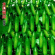 芯寧水果黃瓜種子高產(chǎn)壓趴架春秋黃瓜種旱籽大棚陽(yáng)臺蔬菜種子四季盆栽 原裝盆栽水果黃瓜種子3包約150粒