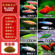 卡奇魚 斑馬魚 淡水魚 觀賞魚 小型觀賞魚 熱帶魚 蝶翼斑馬熒光好養(yǎng)易活 八色套餐B（圖上每種各2條）