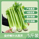 【產(chǎn)地順豐】壽光大西芹新鮮蔬菜去葉西洋芹脆嫩芹菜榨汁水果西芹 產(chǎn)地順豐+現(xiàn)摘現(xiàn)發(fā)+出汁保障 去葉發(fā)貨【10斤】療愈全家