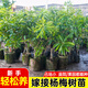 花木農楊梅樹(shù)果樹(shù)苗帶土帶葉南方嫁接楊梅果樹(shù)果苗早熟東魁黑炭當年結果 三年小苗東魁楊梅2棵小白杯