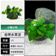 瘋狂水草坨草魚(yú)缸里的水培植物魚(yú)缸裝飾造景水榕水草小榕小坨源頭直發(fā)包郵