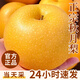 梓頤山東萊陽(yáng)秋月梨新鮮當季冰糖甜雪梨蜜梨子千玥膏梨水果中秋送禮盒 5斤精選臻品特級果7-12枚凈4.5斤