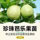 番石榴苗正宗臺(tái)灣西瓜芭樂樹苗紅心白肉芭樂苗嫁接當(dāng)年四季結(jié)果 珍珠白心番石榴3年苗 番石榴