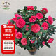 花翁茶花盆栽紅赤丹60-70cm高 庭院陽臺花卉植物源頭直發(fā)