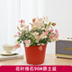 愛(ài)你一萬(wàn)年花葉絡(luò)石盆栽四季五彩花卉彩絡(luò)葉吊籃陽(yáng)臺(tái)爬藤苗綠植庭院植物垂吊 90#小盆花葉絡(luò)石