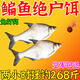 野釣打窩餌料專(zhuān)用鰱鳙浮釣鰱魚(yú)鳙魚(yú)顆粒料魚(yú)餌黑坑超濃腥冬釣魚(yú)食 1瓶裝