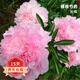 歐悟 帶盆栽好 帶芽芍藥種根 根塊 芍藥花苗盆栽地栽花卉庭院陽臺植物 粉蝶C