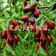正宗寧夏靈武長(cháng)棗樹(shù)苗嫁接酸甜多汁脆棗樹(shù)南北方庭院盆栽地栽種植 靈武長(cháng)棗樹(shù)苗 3年苗【隔年結果】1棵