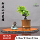 卓美御庭小葉紫檀盆景名貴精品盆栽老樁室內造型綠植擺件原生臺灣進口真樹 小葉紫檀30號