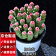 兩腿跑【送貨上門】教師節(jié)多肉植物帶盆桌面盆栽組合綠植花卉幼兒園盆栽 錢串錦(帶盆栽好)