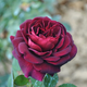 景郁春 JIRYUCUR玫瑰花苗特大花月季花苗綠植陽臺(tái)盆栽薔薇花苗源頭直發(fā)