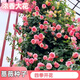 茗花潭四季播薔薇花種子爬藤月季玫瑰開花不斷爬墻庭院花卉盆栽植物花籽 粉色薔薇花種子100粒+肥