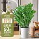 植男植女金錢(qián)樹(shù)大型盆栽植物室內客廳辦公室四季常青招財好養綠植源頭直發(fā)