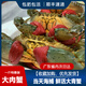 野生青蟹鮮活肉母蟹大肉膏蟹煲香辣蟹包郵海鮮水產(chǎn)海捕大螃蟹廣東 野生青蟹 中青蟹兩斤裝（6到8只）