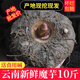魔芋 云南新鮮現(xiàn)挖現(xiàn)發(fā)生魔芋頭農(nóng)家自種魔芋豆腐原料正宗生魔芋 5斤—魔芋種 （拇指大小可種植）
