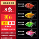 森悠（SARYOR）斑馬魚小型觀賞魚水草缸群游熱帶魚活體魚 混色老虎天使套餐8條