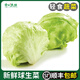球生菜新鮮圓生菜西生菜新鮮圓生菜順豐快遞5斤西餐沙拉蔬菜 1000g