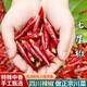 愛蜀味【四川產(chǎn)地】愛蜀味七星椒250g 特辣超香 川菜之魂 源頭直發(fā) 包郵