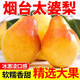 煙臺太婆梨軟梨啤茄梨大頭梨老婆香蕉梨新鮮水果送禮現(xiàn)貨速發(fā) 5斤精選大果
