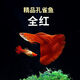 寵以沫孔雀魚純種寵物魚公母淡水熱帶繁殖下崽觀賞魚小型鳳尾魚胎生雜袍 【全紅孔雀繁殖款】1公1母 (2-4cm)漁場直銷:包活到家